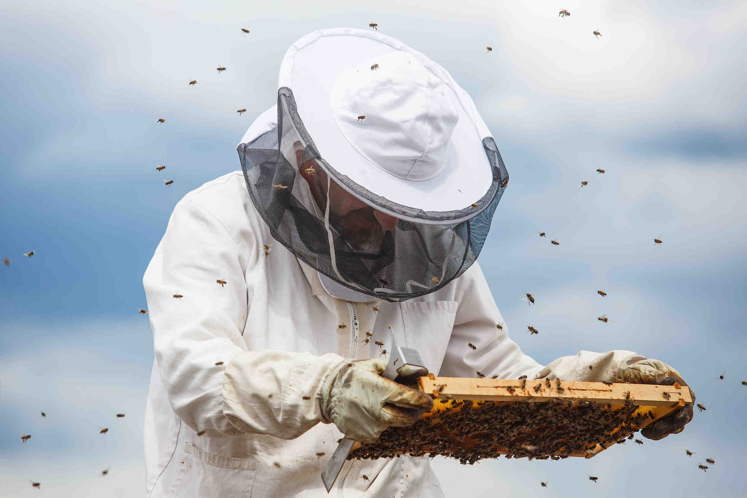 Comment faire sa première ruche ?
