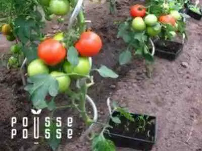 Quand et comment planter des tomates ?