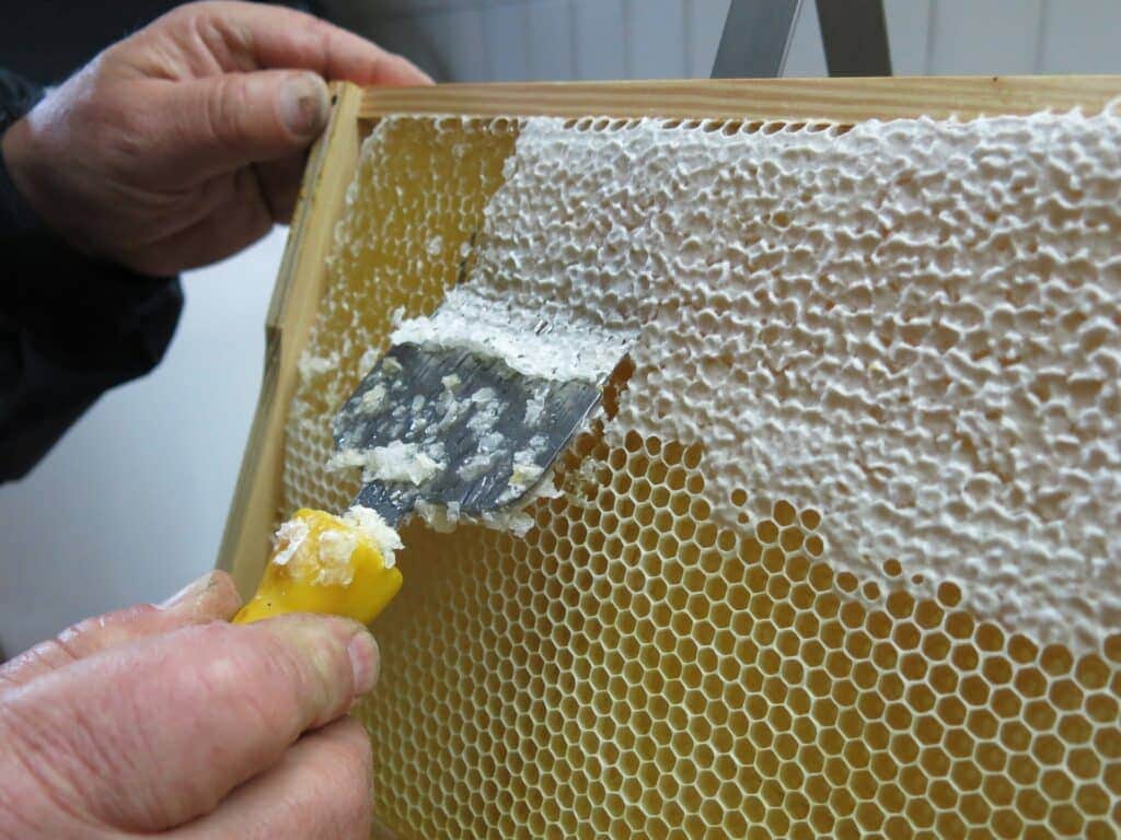 apiculteur récolte miel