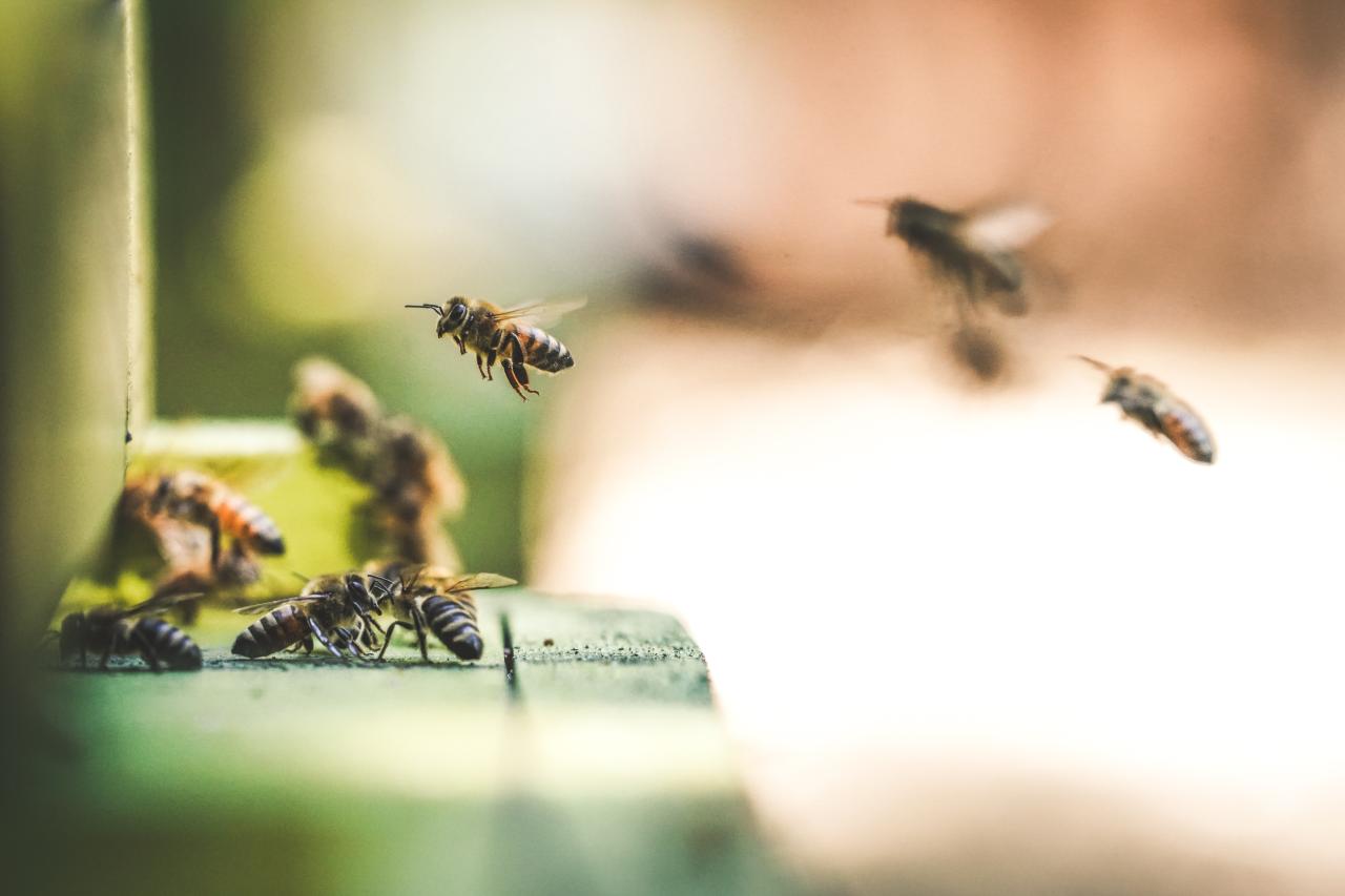 Combien faut t'il de ruches pour vivre de l'apiculture ?