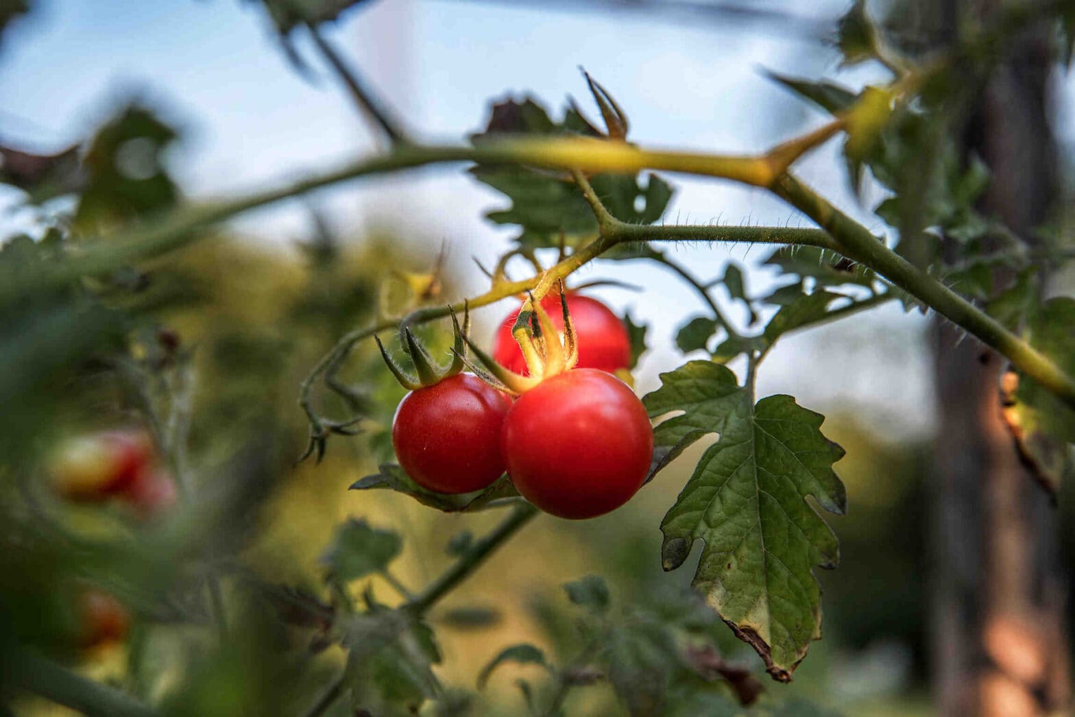 Comment planter les tomates dans son jardin ?