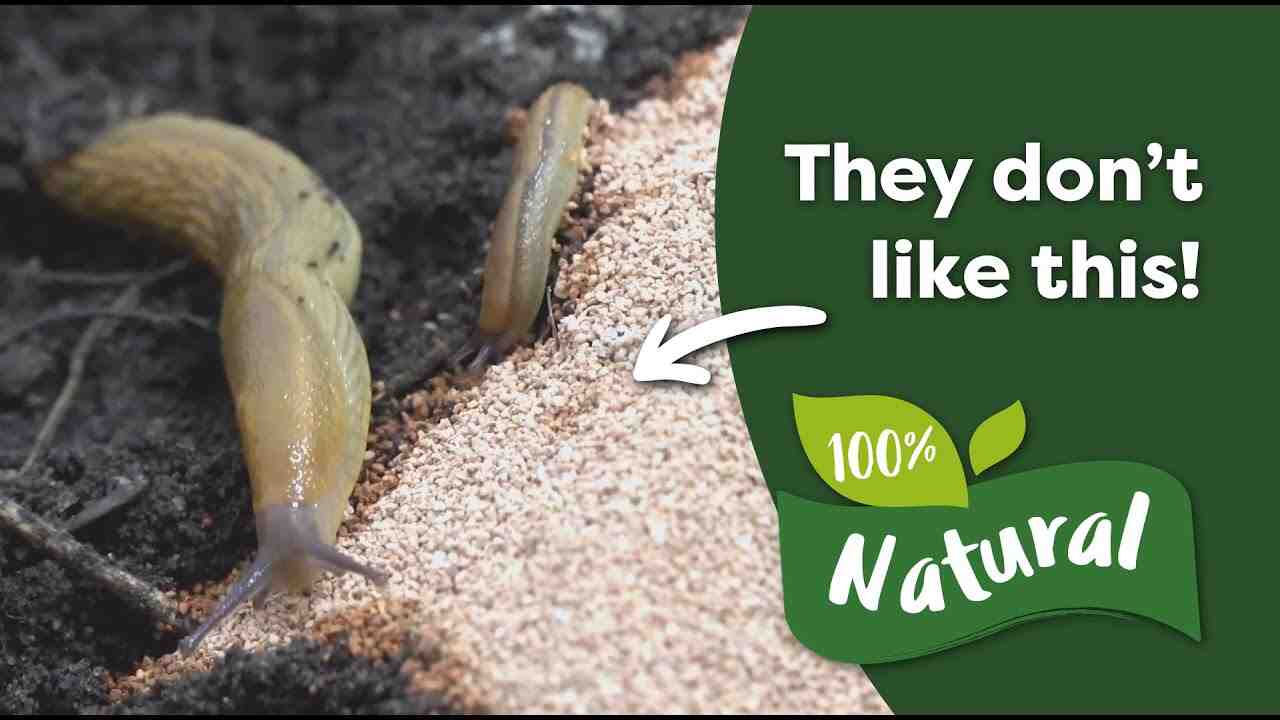 Est-ce que les escargots mangent les plantes ?