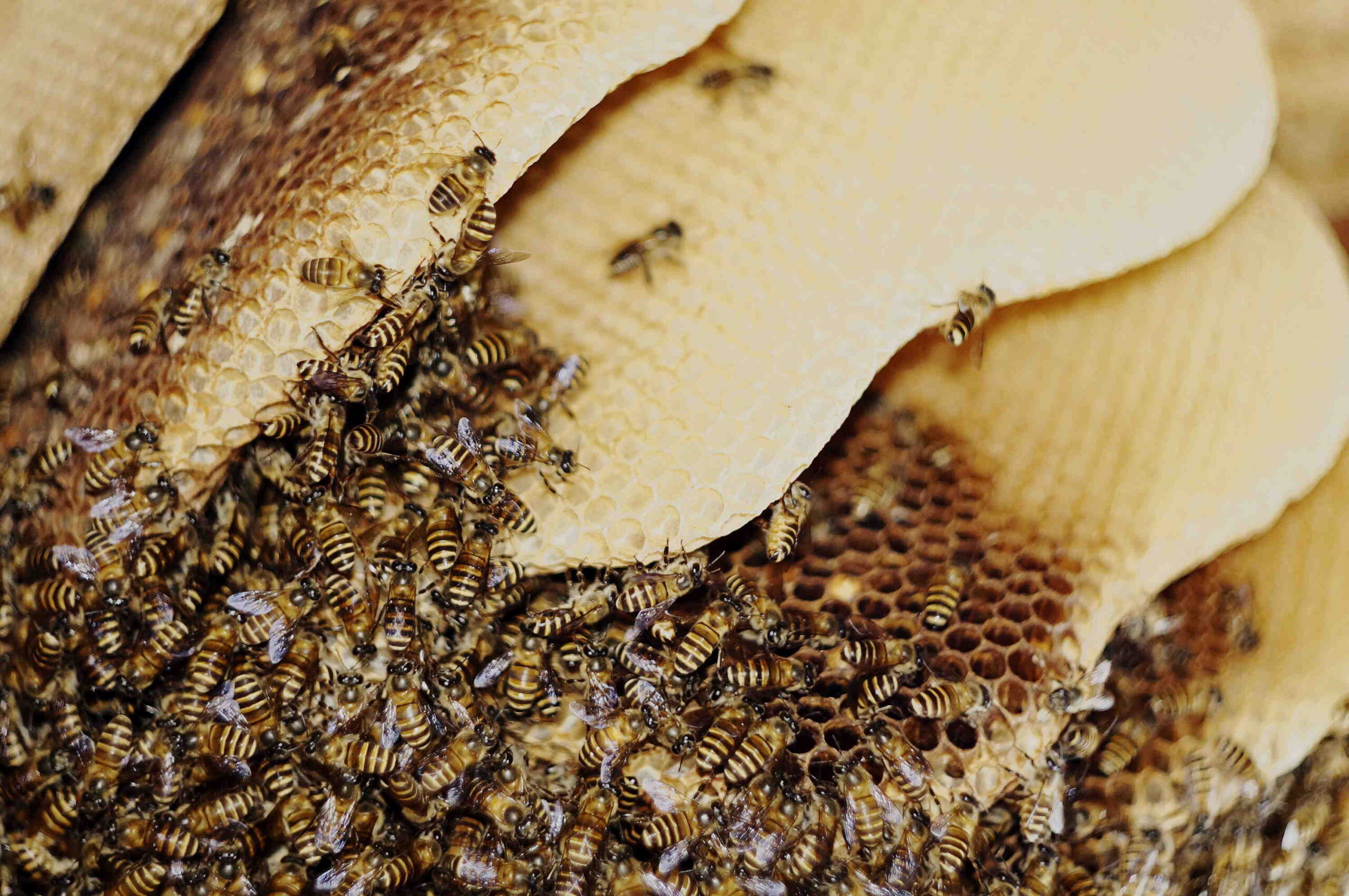 Pourquoi Faut-il déclarer ses ruches ?