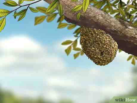 Lire la suite à propos de l’article Quelle distance entre ruche et habitation ?