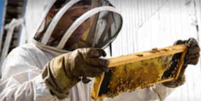 Quelle quantité de miel par ruche ?