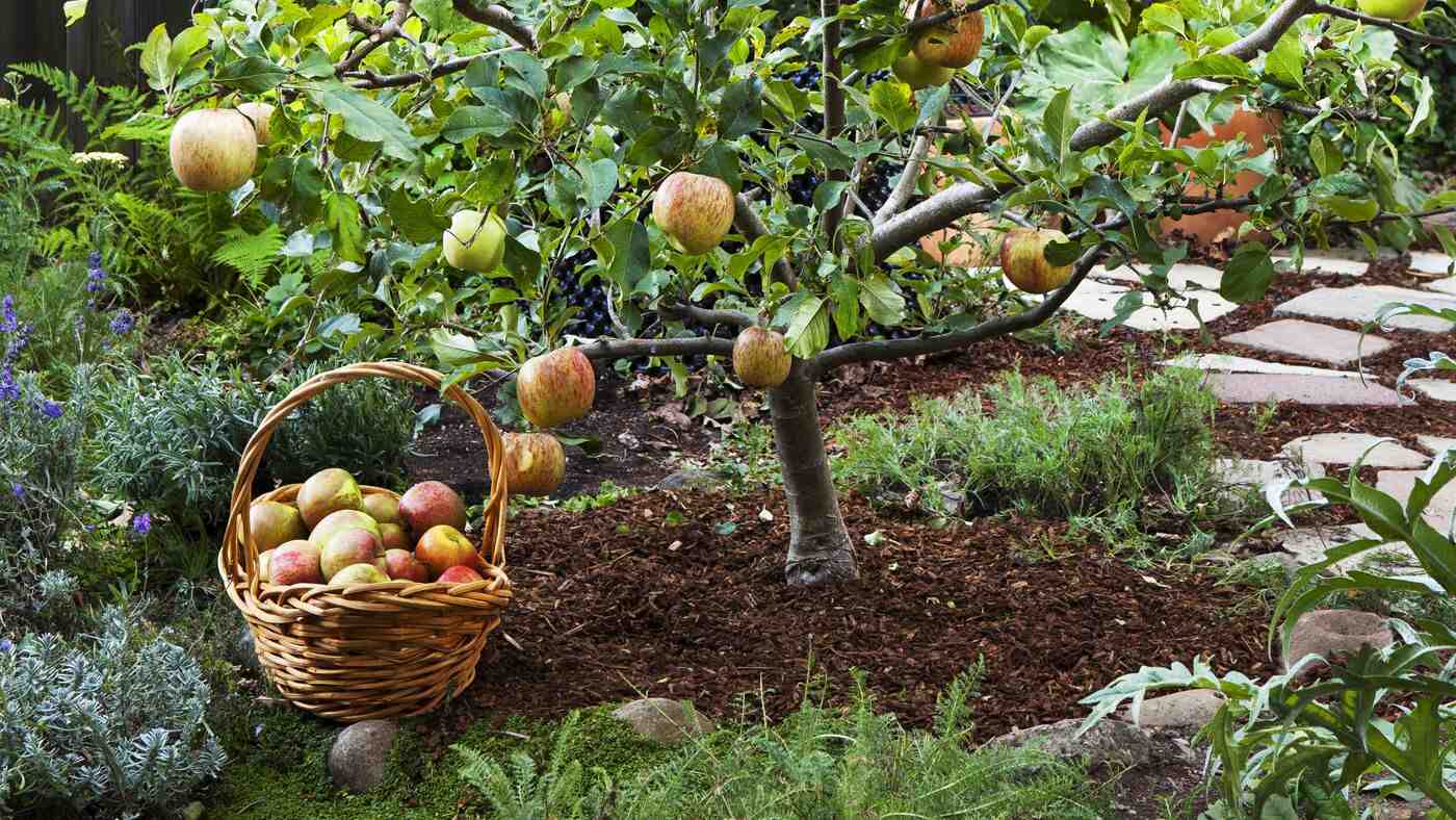 Quels sont les arbres fruitiers qui donnent vite des fruits ?