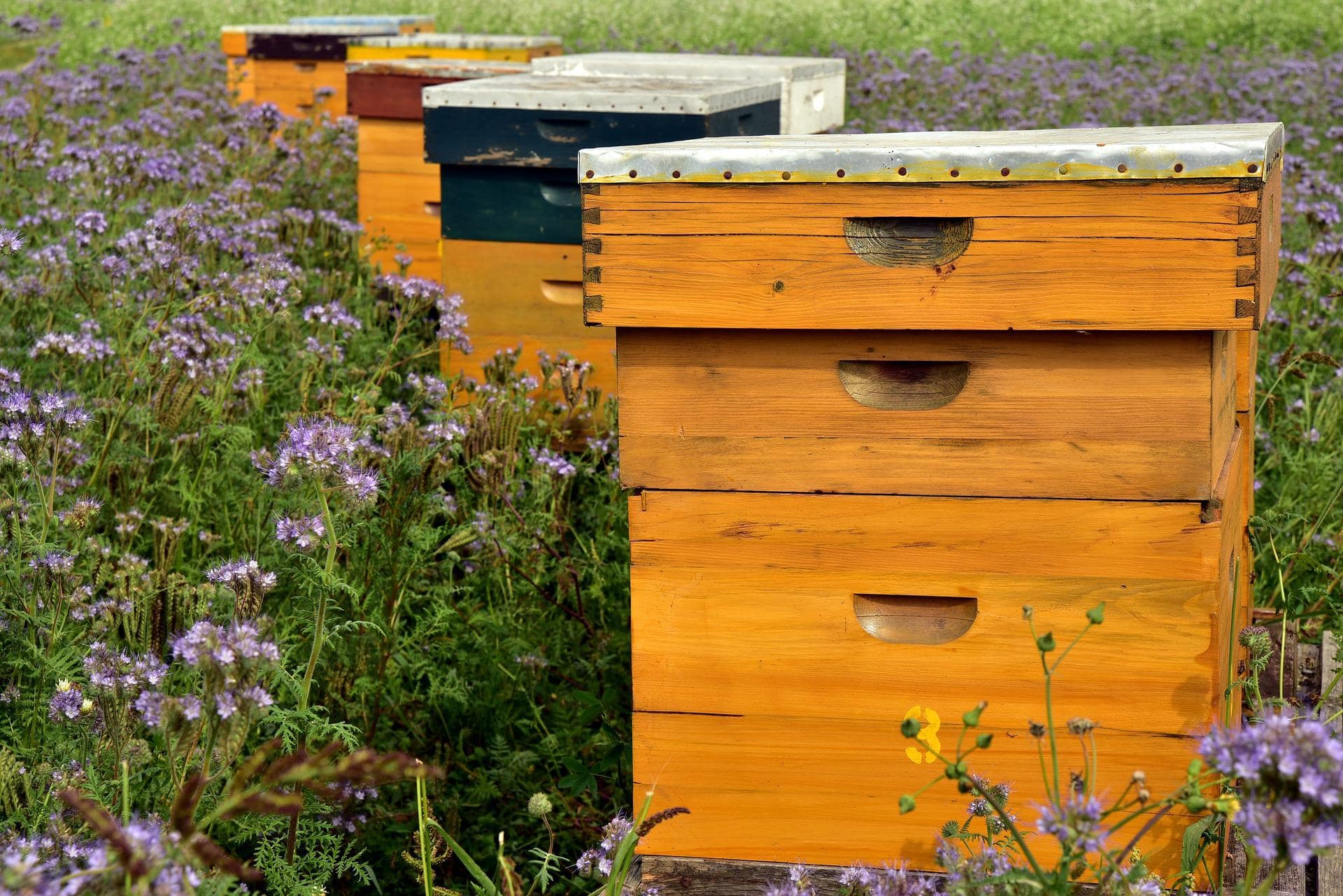 exemple de ruches pour les abeilles