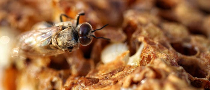 You are currently viewing L’histoire de l’abeille noire sicilienne