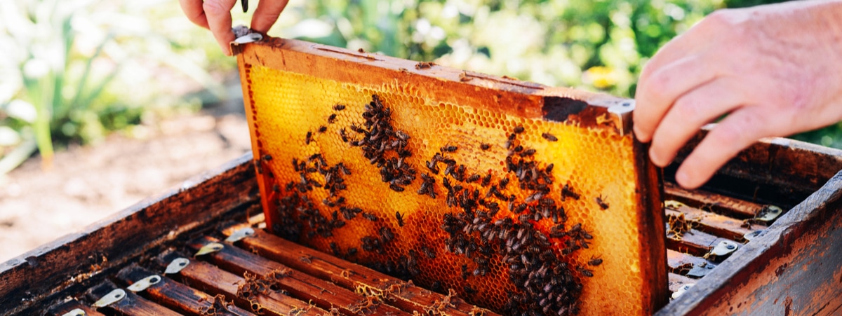 Lire la suite à propos de l’article L’abeille noire sicilienne : une espèce indigène qui produit un excellent miel