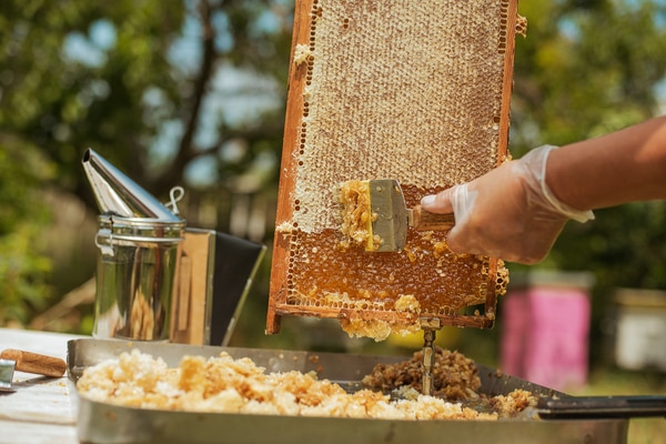 miel de l'abeille noire de sicille