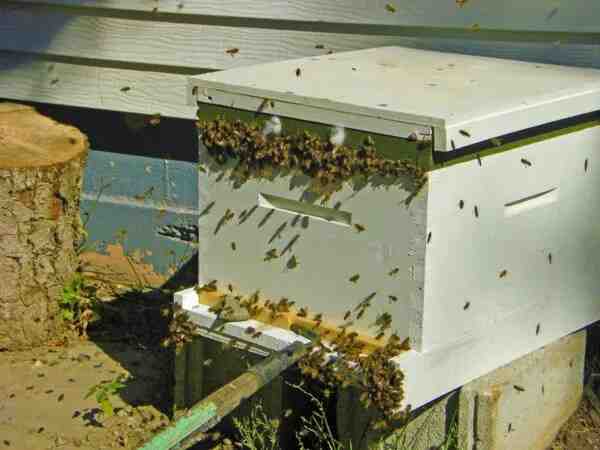 Comment déclarer la vente de miel ?