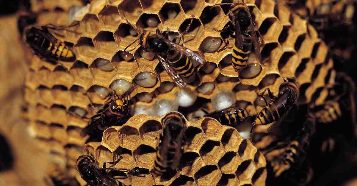 Comment se débarrasser des abeilles dans la maison ?