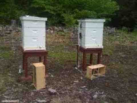 Quelle est la meilleure exposition pour une ruche ?