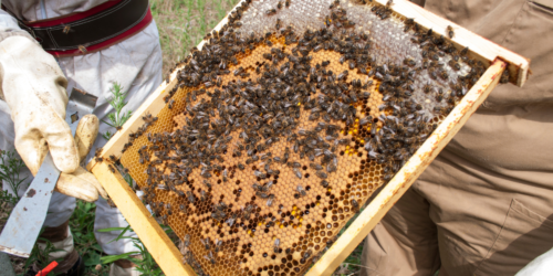 initiation apiculture