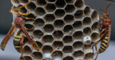 frelon-asiatique-comment-sauver-nos-precieuses-abeilles