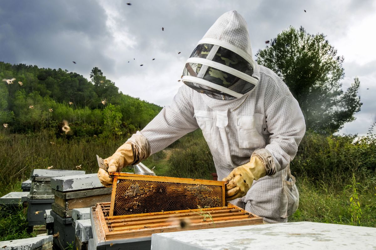 apiculture guide