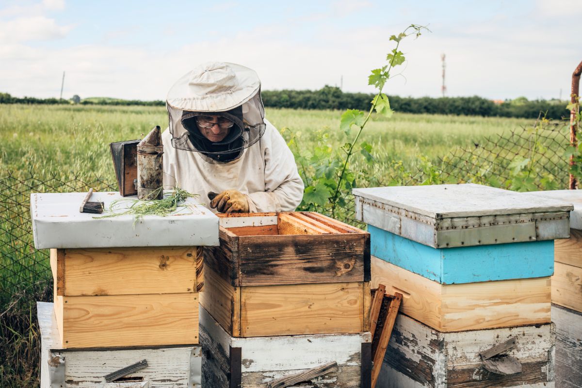 apiculture idees
