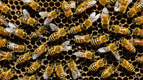 découvrez les merveilles de la nature à travers les trésors naturels collectés par les abeilles. apprenez-en plus sur l'importance de ces trésors pour l'écosystème et la santé humaine.