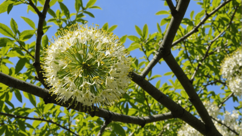 découvrez comment reconnaître et empêcher la croissance d'arbres et de fleurs responsables des allergies au pollen dans votre jardin. évitez les réactions allergiques grâce à nos conseils pratiques.