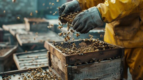Comment inciter les abeilles à rejoindre une ruche ?
