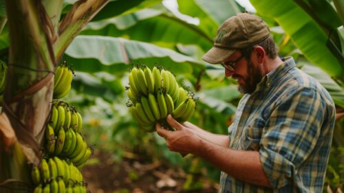 Est-il possible de cultiver des bananes en Bretagne ?